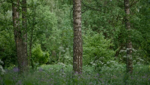 Rewilding the Urban Man: Embracing Nature in 2026